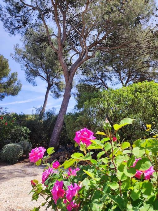 La Californienne Villa Carqueiranne Luaran gambar