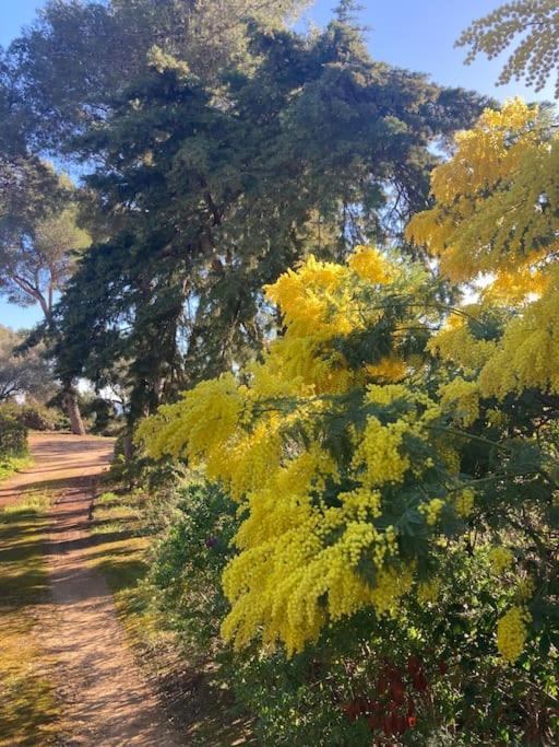 La Californienne Villa Carqueiranne Luaran gambar